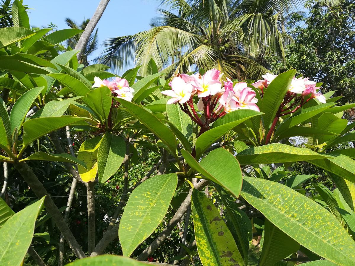 Star Beach Hotel Tangalle Exteriér fotografie